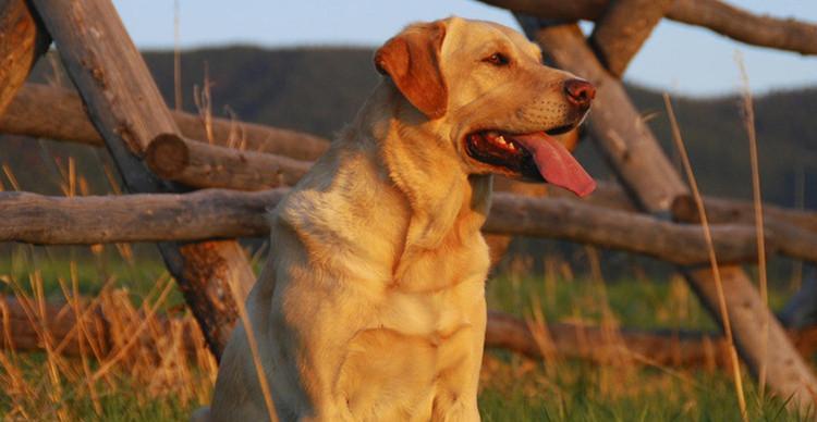 拉布拉多犬科学喂养指南：每日适量与健康饮食技巧
