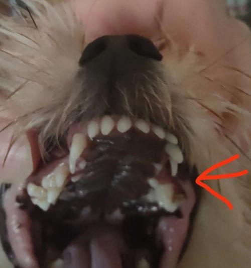 狗狗牙齿生命周期全解析，掌握关键护理技巧