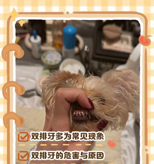 狗狗牙齿生命周期全解析，掌握关键护理技巧