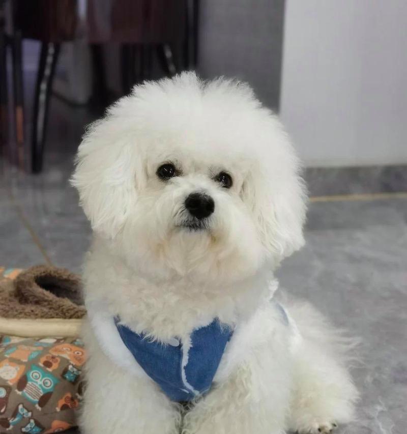 宠物世界的品种选择——找到最适合你的理想伴侣