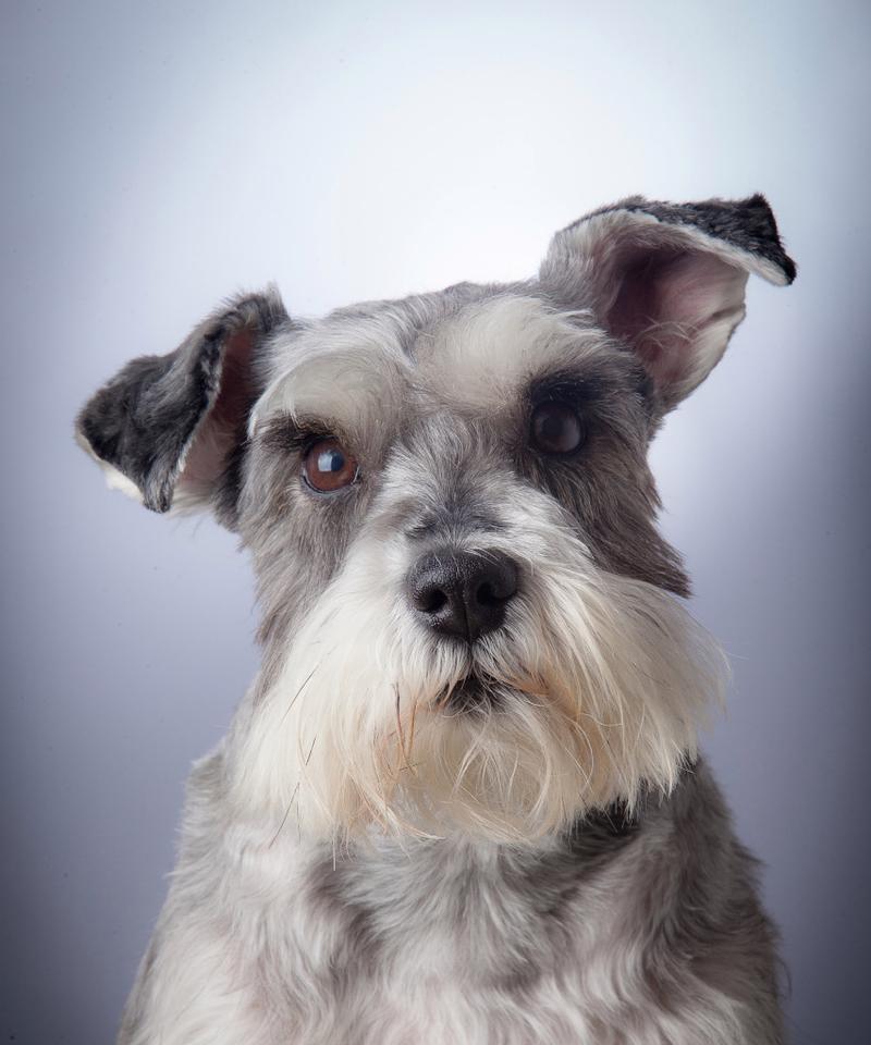 雪纳瑞腿毛生长周期解析与养护指南