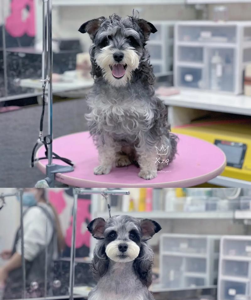 雪纳瑞腿毛生长周期解析与养护指南