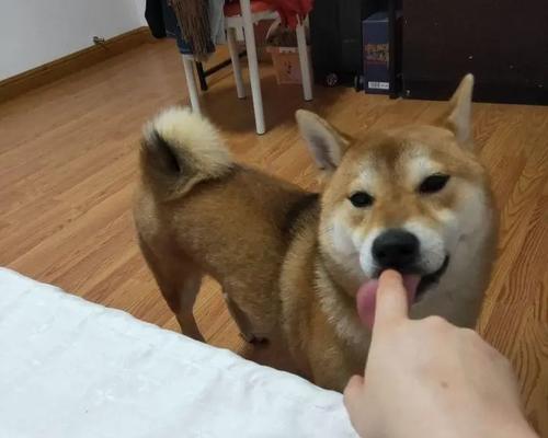 宠物为何总是黏人？揭秘背后的深层原因