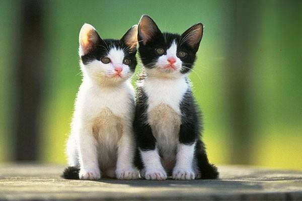 犬猫疖及疖病的成因与治疗方法 犬猫疖及疖病的成因与治疗方法