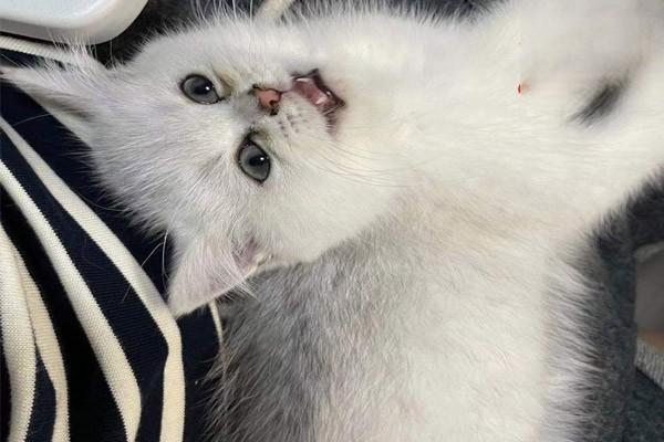 犬猫血肿原因及处理方法