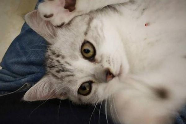 犬猫毛囊炎症状及治疗方案解析