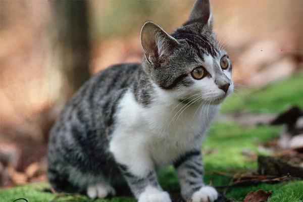 犬猫毒蛇咬伤的中毒症状与急救措施