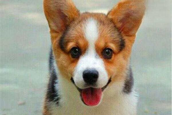 犬猫挫伤症状及处理方法详解