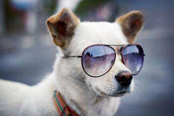 犬猫化学性烧伤的识别与处理方法