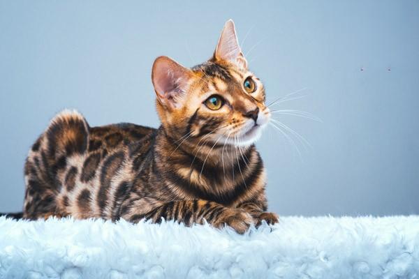 犬猫冻伤症状及如何正确处理