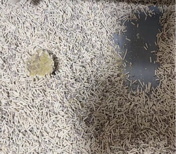 开袋实测：大象和蓝鲸M4YC小米混合猫砂使用体验