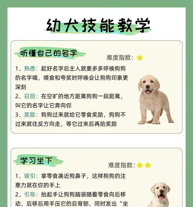 如何为你的狗取一个好名字，从多个角度寻找灵感