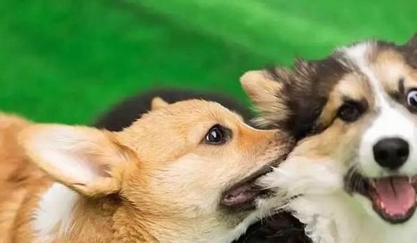 公狗配种时机与条件解析，提升繁殖成功率