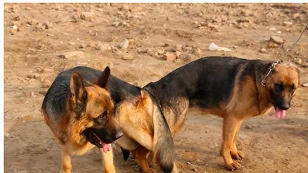 公狗配种时机与条件解析，提升繁殖成功率