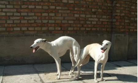 公狗配种时机与条件解析，提升繁殖成功率