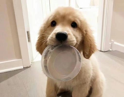 狗狗上火常见原因及预防饮食指南