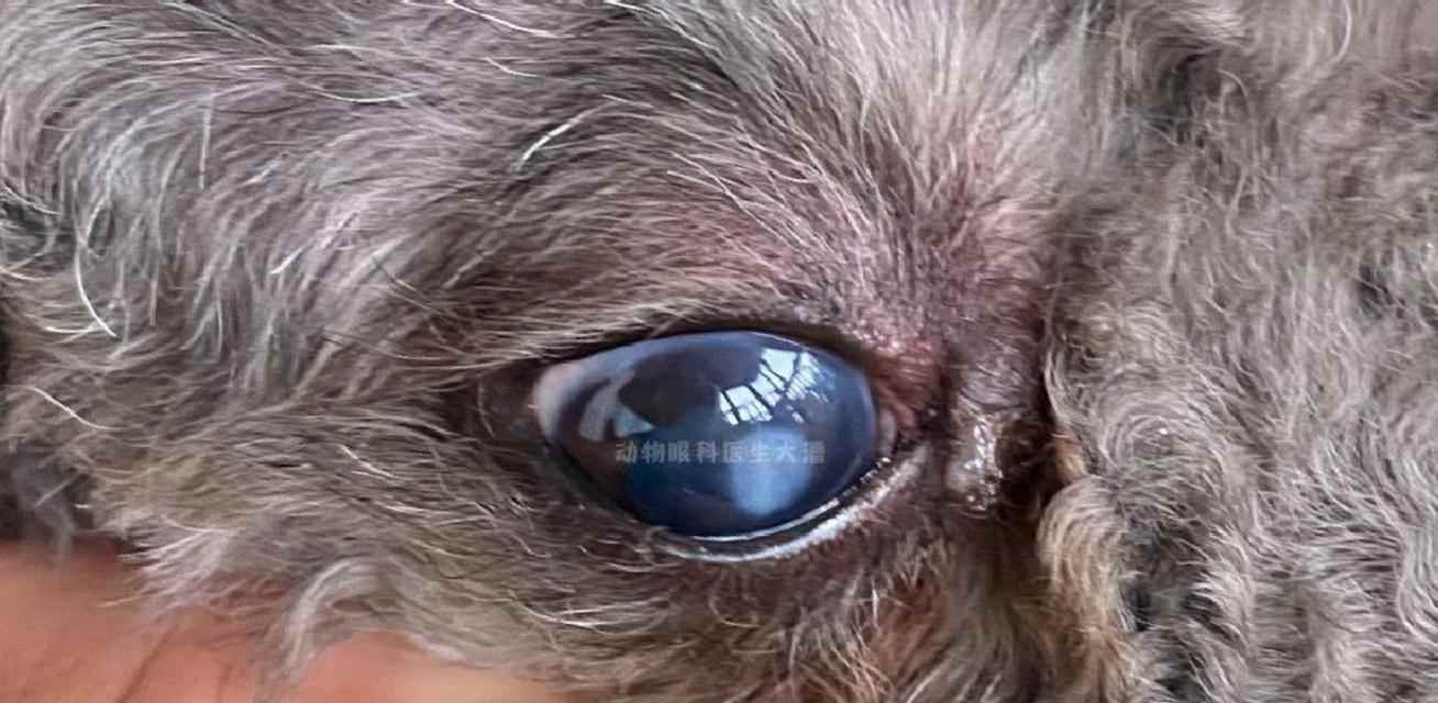 狗狗结膜炎全解析:症状、治疗与预防方法 狗狗结膜炎全解析:症状、治疗与预防方法