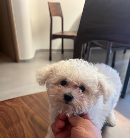 两个月大比熊疫苗接种全攻略,守护健康从这里开始 两个月大比熊疫苗接种全攻略,守护健康从这里开始