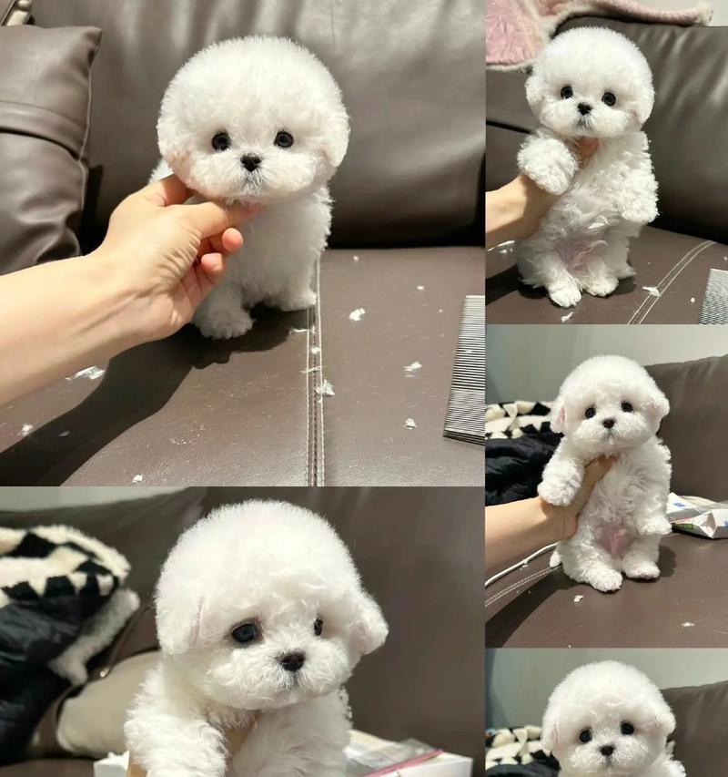 两个月大比熊疫苗接种全攻略,守护健康从这里开始 两个月大比熊疫苗接种全攻略,守护健康从这里开始