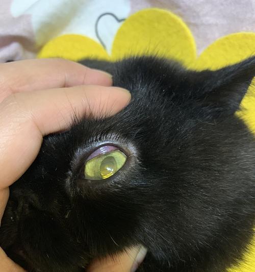 猫眼中的黑色物质解析:神秘与守护的象征 猫眼中的黑色物质解析:神秘与守护的象征