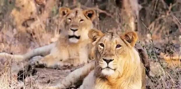 近亲繁殖是否适合宠物？健康与遗传的双重影响