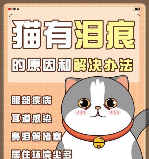 长期养猫的深远意义与情感价值