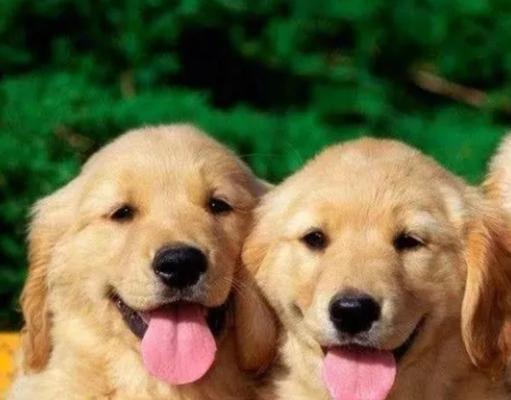 近亲繁殖是否适合宠物？健康与遗传的双重影响