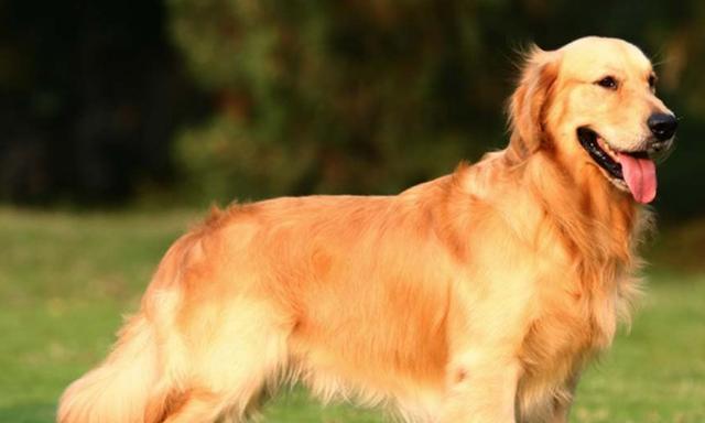 近亲繁殖是否适合宠物？健康与遗传的双重影响