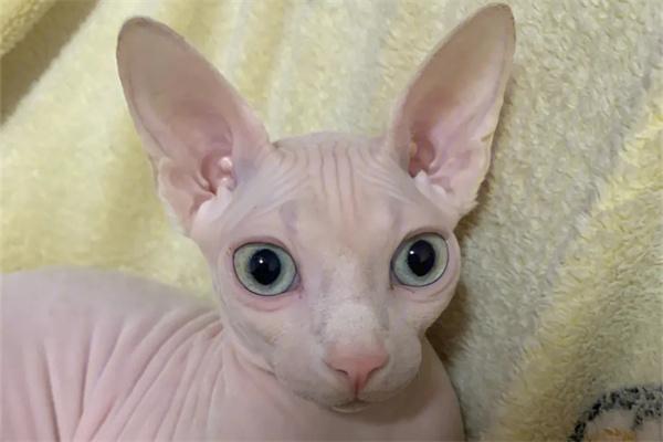 猫咪为何偏爱睡在枕头上?原因解析 猫咪为何偏爱睡在枕头上?原因解析