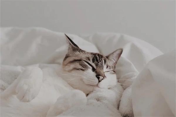 猫咪眼睑内翻的原因与治疗方式详解