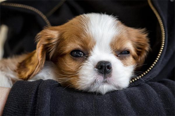 狗狗长期吃湿粮的利弊及科学喂养建议