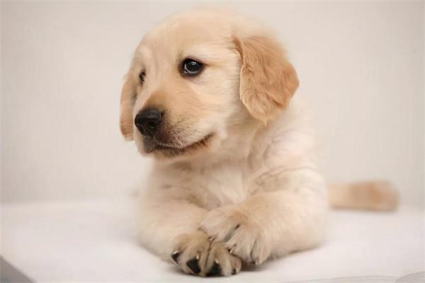 狗粮太咸对狗狗有哪些危害？