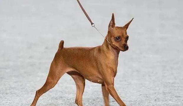 外国最受欢迎的小型犬品种推荐