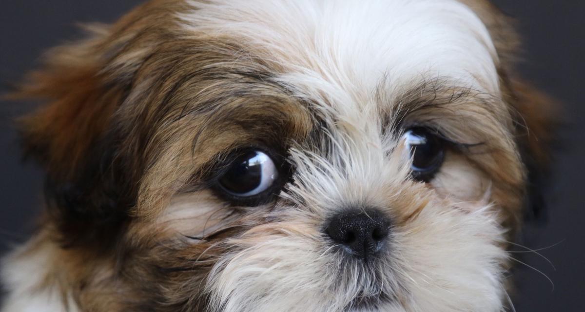 外国最受欢迎的小型犬品种推荐