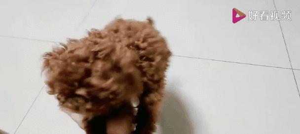 泰迪犬洗澡护理指南:频率、方式与健康益处 泰迪犬洗澡护理指南:频率、方式与健康益处