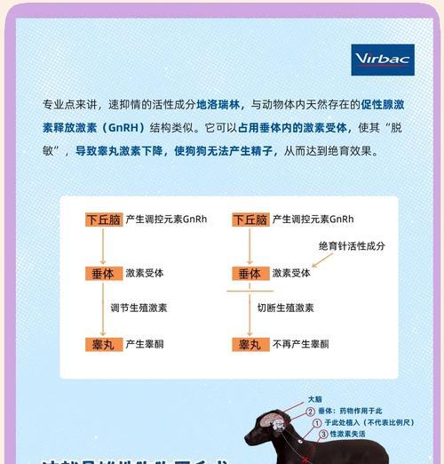 狗狗绝育手术方式及效果全解析