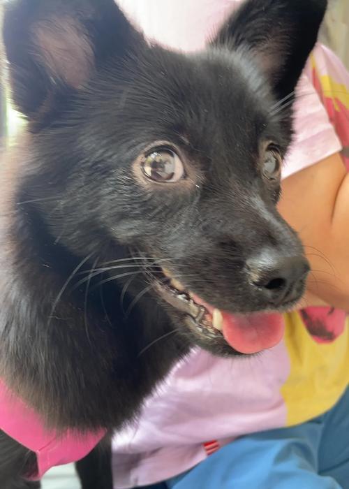 狗狗绝育手术方式及效果全解析