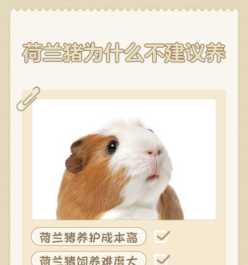 荷兰猪养殖周期与上市时间的科学管理方法 荷兰猪养殖周期与上市时间的科学管理方法