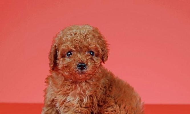 贵宾犬生产周期详解及影响因素分析 贵宾犬生产周期详解及影响因素分析