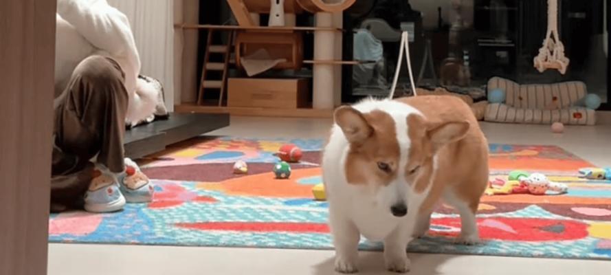 柯基耳朵从耸耷到竖立的成长过程揭秘 柯基耳朵从耸耷到竖立的成长过程揭秘