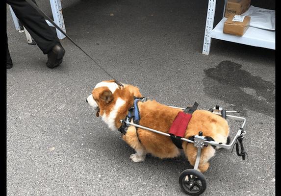 柯基耳朵从耸耷到竖立的成长过程揭秘 柯基耳朵从耸耷到竖立的成长过程揭秘