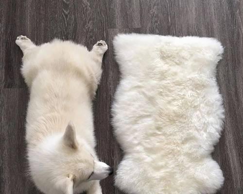 柯基耳朵从耸耷到竖立的成长过程揭秘 柯基耳朵从耸耷到竖立的成长过程揭秘