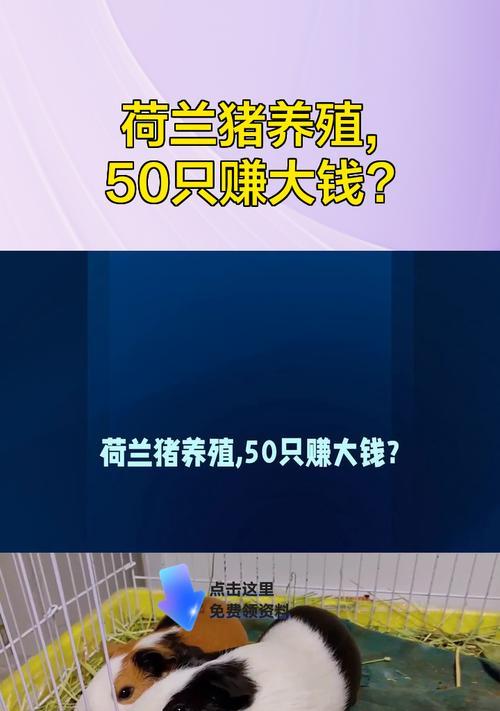 荷兰猪养殖周期与上市时间的科学管理方法 荷兰猪养殖周期与上市时间的科学管理方法