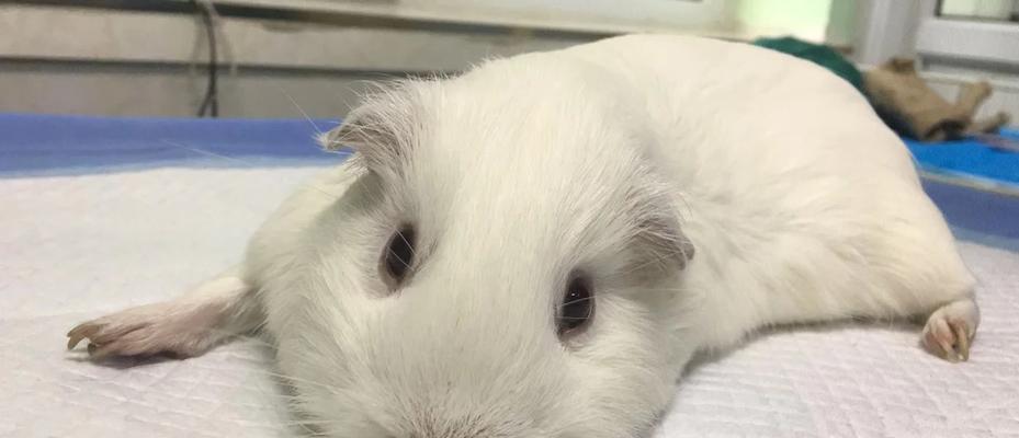 荷兰猪养殖周期与上市时间的科学管理方法 荷兰猪养殖周期与上市时间的科学管理方法