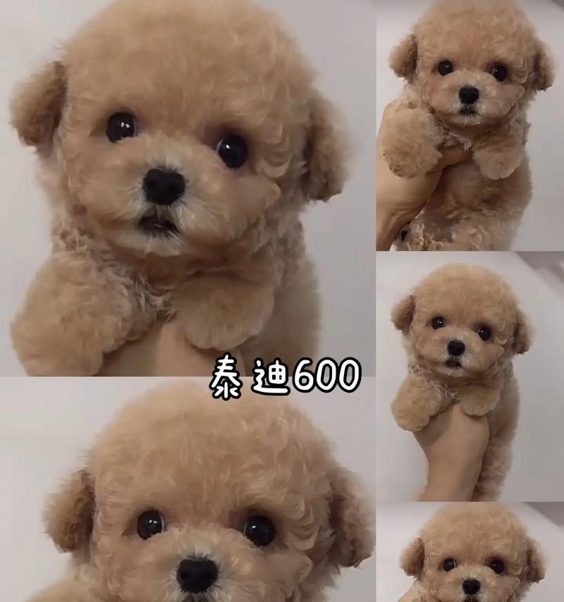 贵宾犬生产周期详解及影响因素分析 贵宾犬生产周期详解及影响因素分析