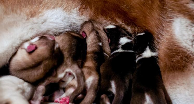 狗配种后如何正确护理?洗澡注意事项解析 狗配种后如何正确护理?洗澡注意事项解析