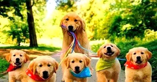 金毛犬性格变化阶段与成因解析