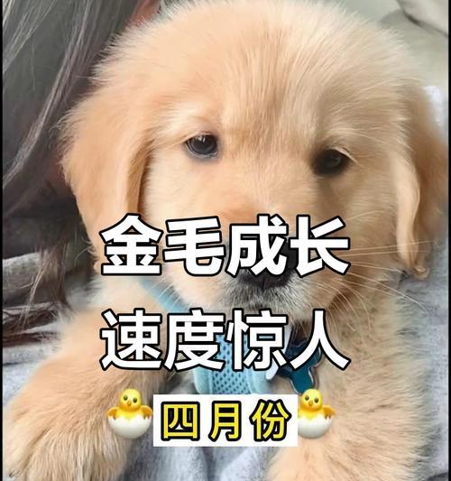 金毛犬性格变化阶段与成因解析