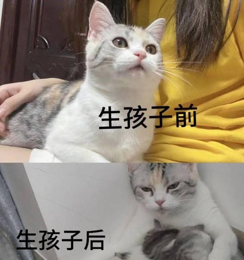 母猫生产全过程解析,科学照顾新生猫咪 母猫生产全过程解析,科学照顾新生猫咪