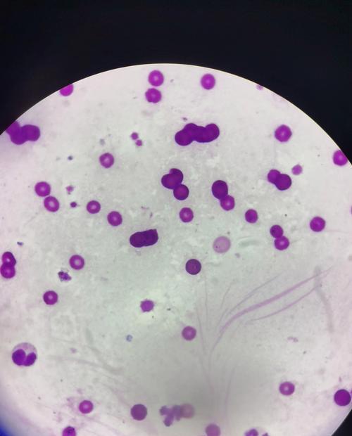 犬焦虫危害及预防措施，守护狗狗健康